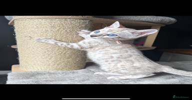 Bengal cats - Advert 12
