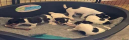 Parson Russell dogs for sale: Cracking parsons Russell puppies - Advert 4