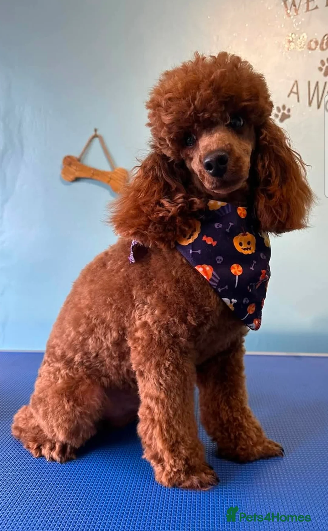 Mixed Breed dogs for sale: Beautiful Stunning Westiepoo Puppies - Advert 6