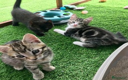 Mixed Breed cats for sale: 5 kitten’s available today  - Image 25