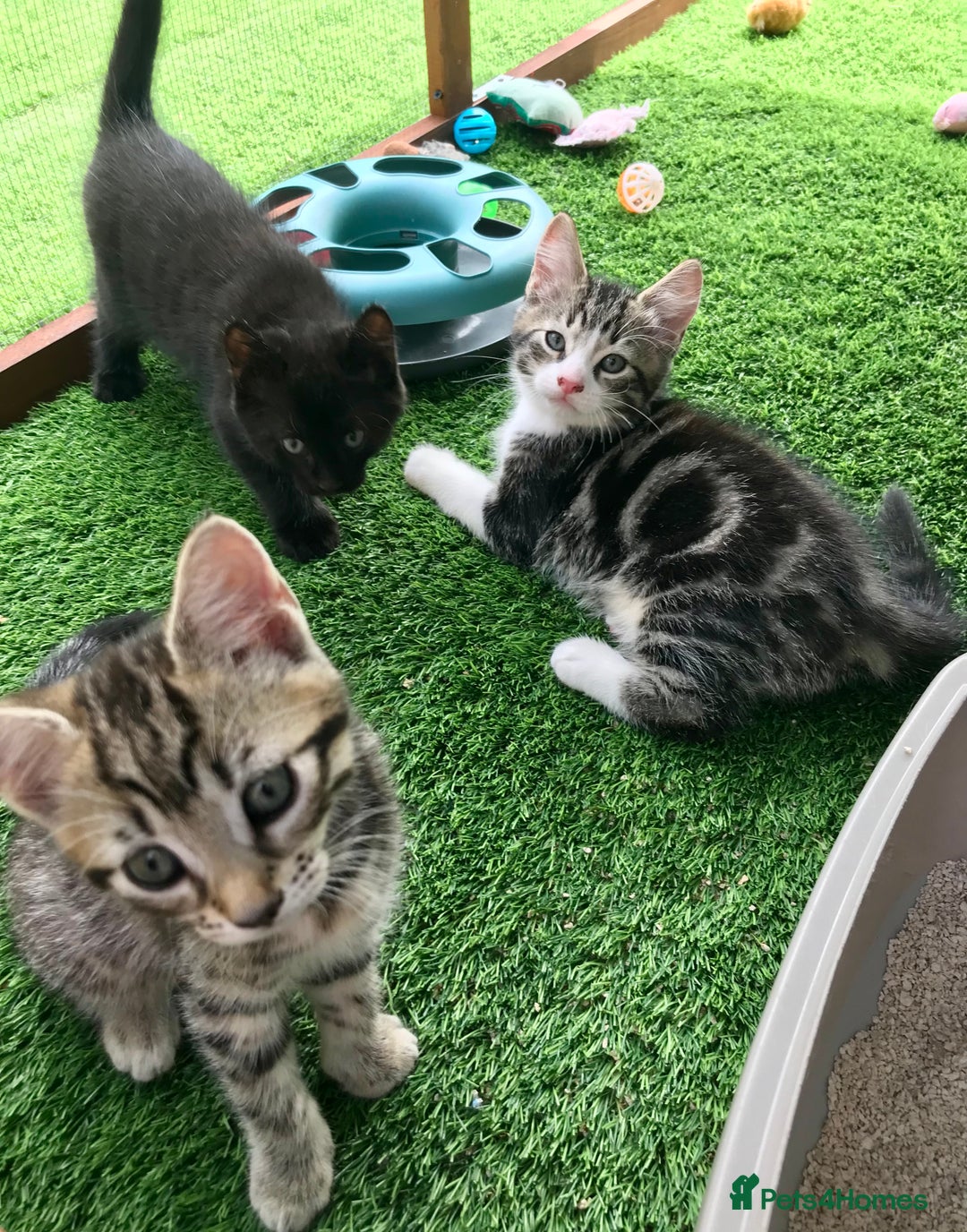 Mixed Breed cats for sale: 5 kitten’s available today  - Image 25