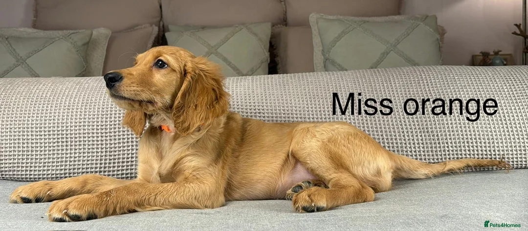 Goldendoodle dogs for sale: These will be stunning adults. Real head turners. - Advert 4