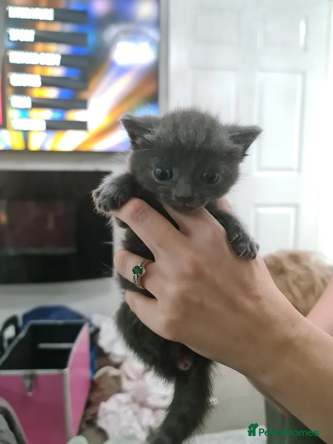 Mixed Breed cats for sale: KITTENS  - Advert 7