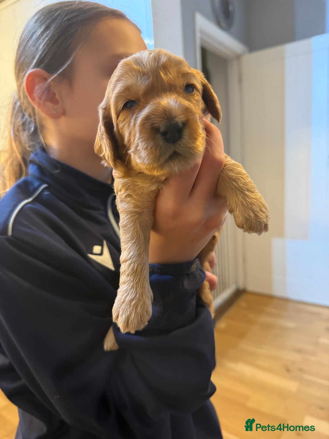 Cockapoo dogs for sale: Beautiful Cockapoo puppies - Advert 10