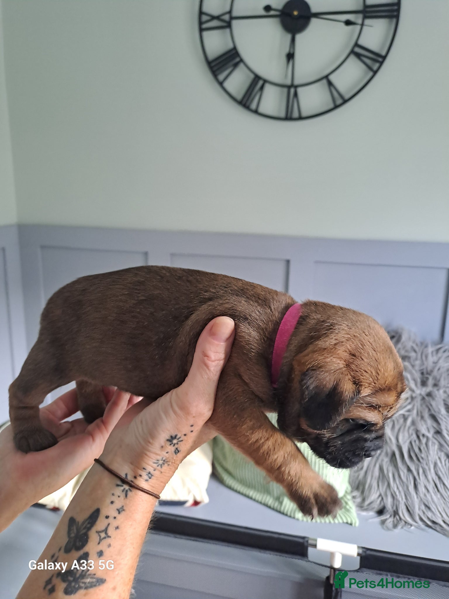 Border Terrier dogs for sale: BORDER TERRIER PUPPIES  - Advert 3