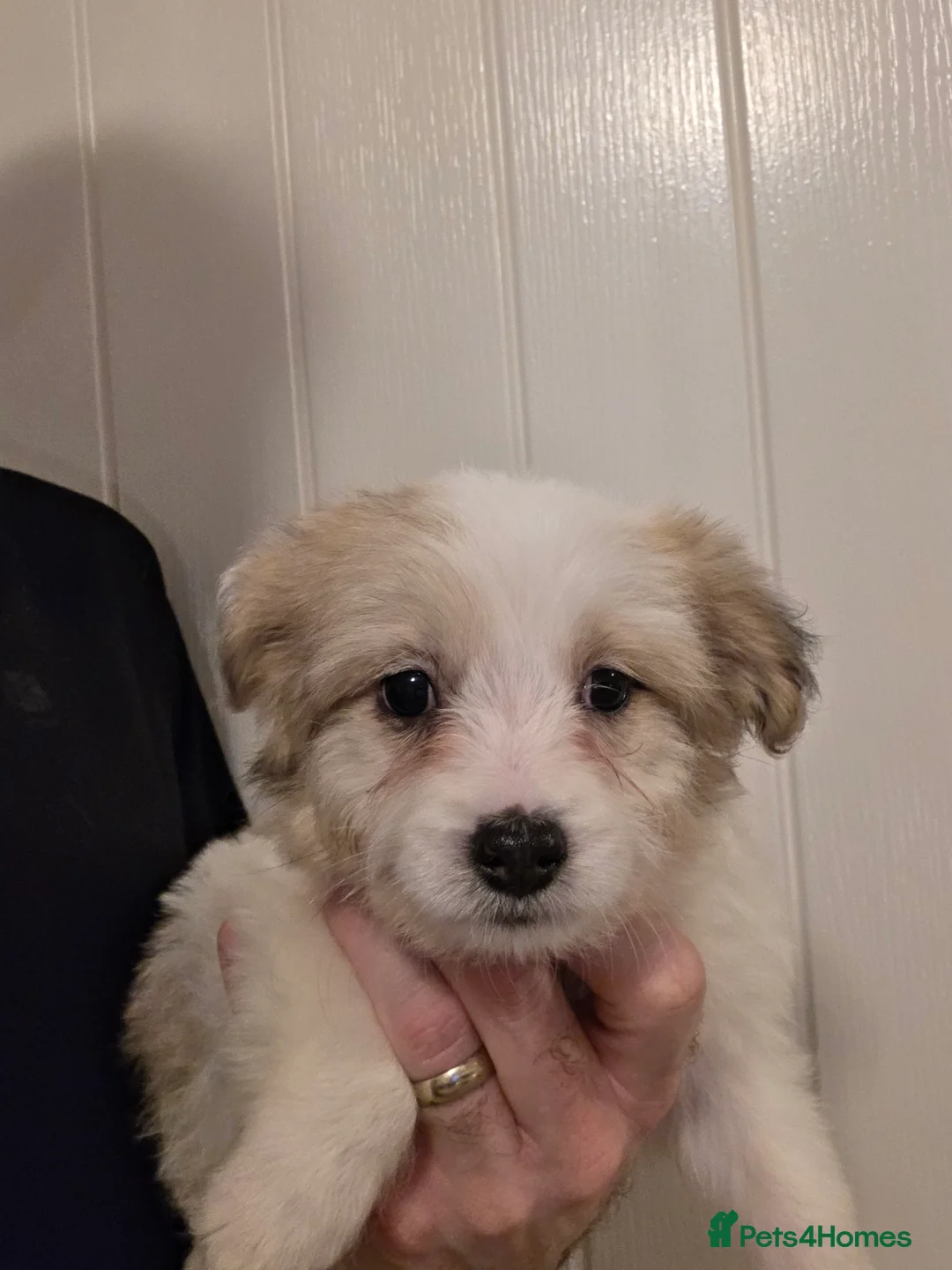 Mixed Breed dogs for sale: Beautiful Pomeranian x Yorkiepoo - Advert 7