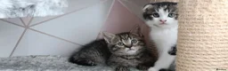 Scottish Fold cats for sale: 🥰Scottish fold kittens🐾💞🏡😍 - Advert 17