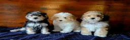 Jackapoo dogs for sale: Beautiful Jackapoo puppies boys and girls - Advert 6