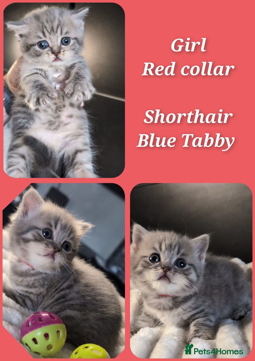 British Longhair cats for sale: 💖💙 BSH and BLH ● TICA & GCCF reg ●  - Advert 4
