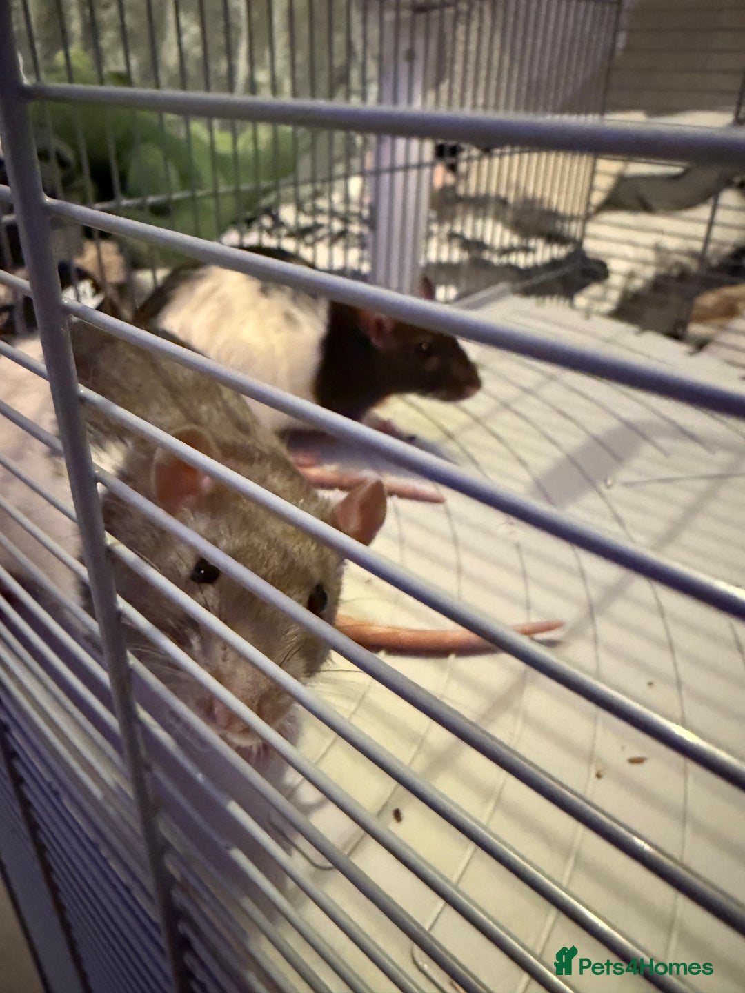 Rat rodents for sale: Female Rats x2 - Image 4