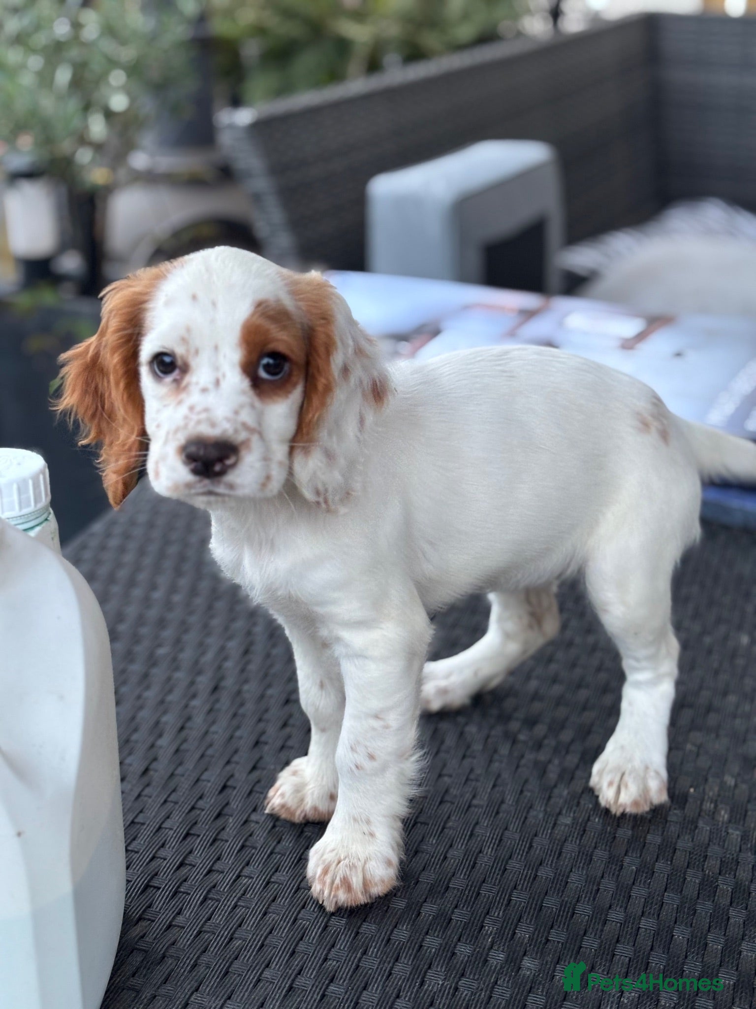 Cocker Spaniel dogs Kc health tested working cocker pups - Advert 5