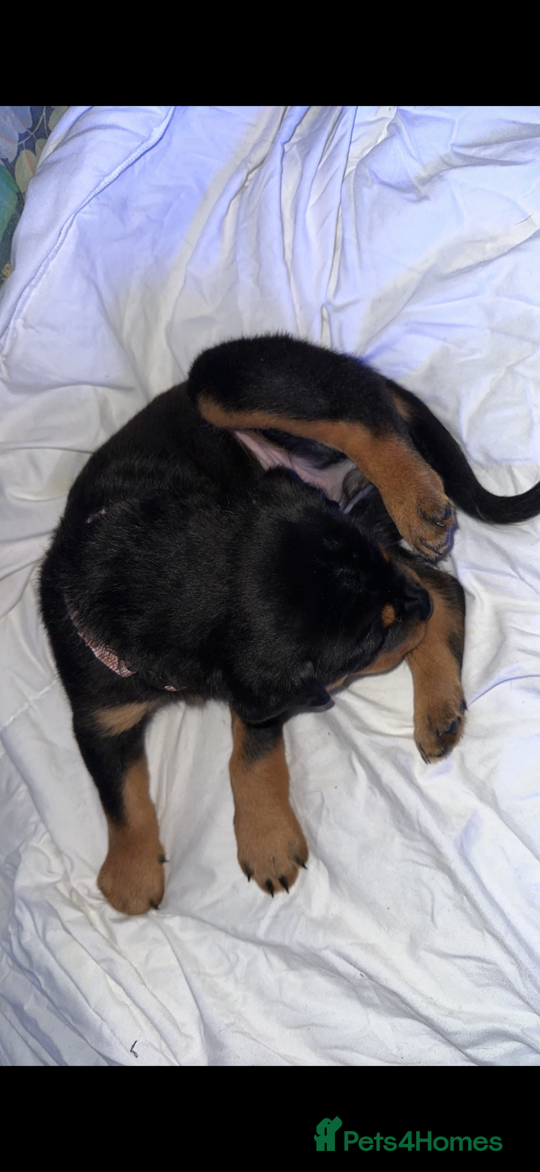 Rottweiler dogs for stud: My Roxy Rottweiler for stud  - Advert 2