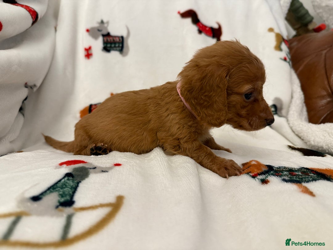 Miniature Dachshund dogs for sale: Beautiful Cream Longcoats Miniature Dachshund  - Advert 25