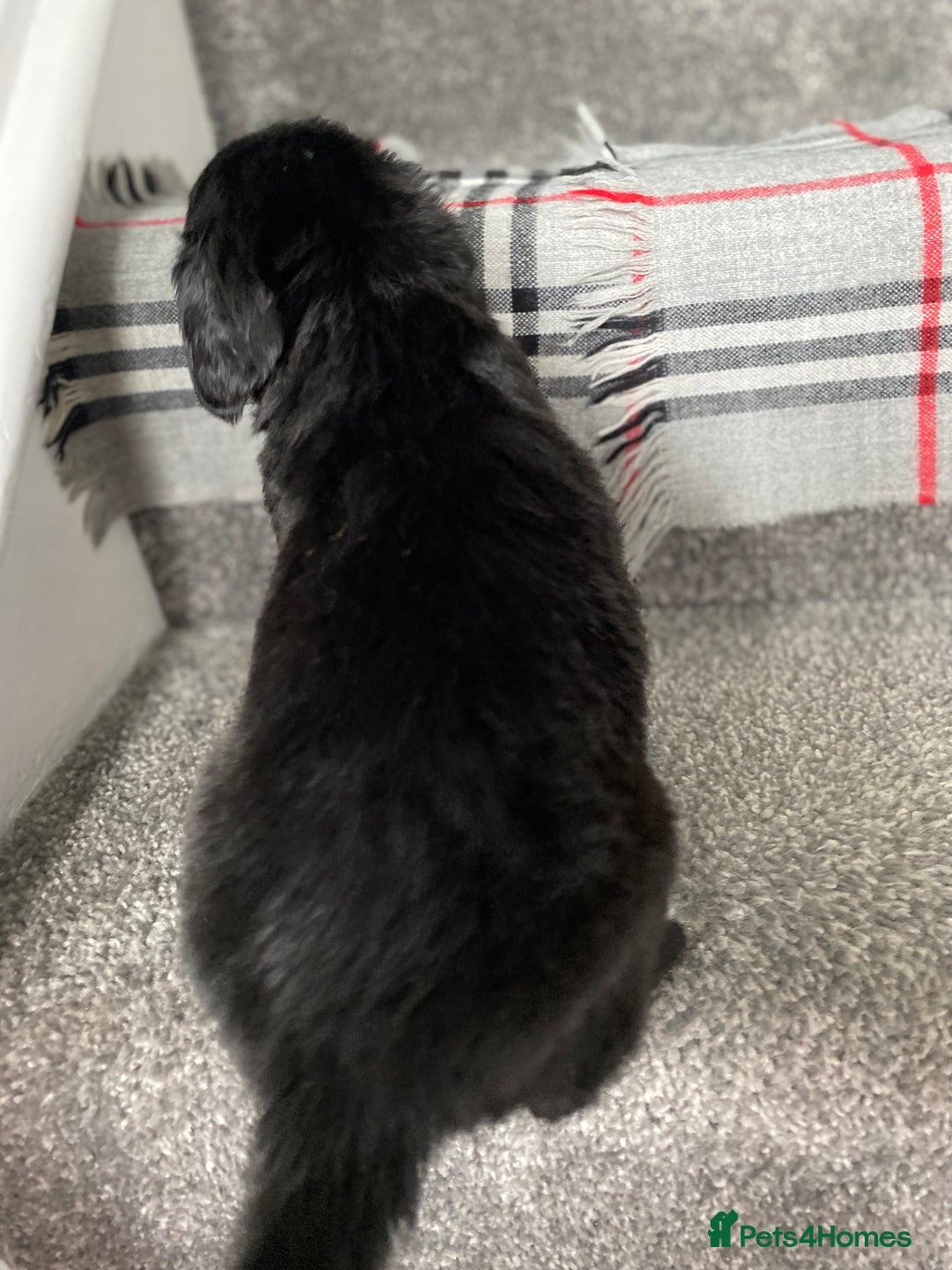 Mixed Breed dogs for sale: Cocker collie cross  - Image 12