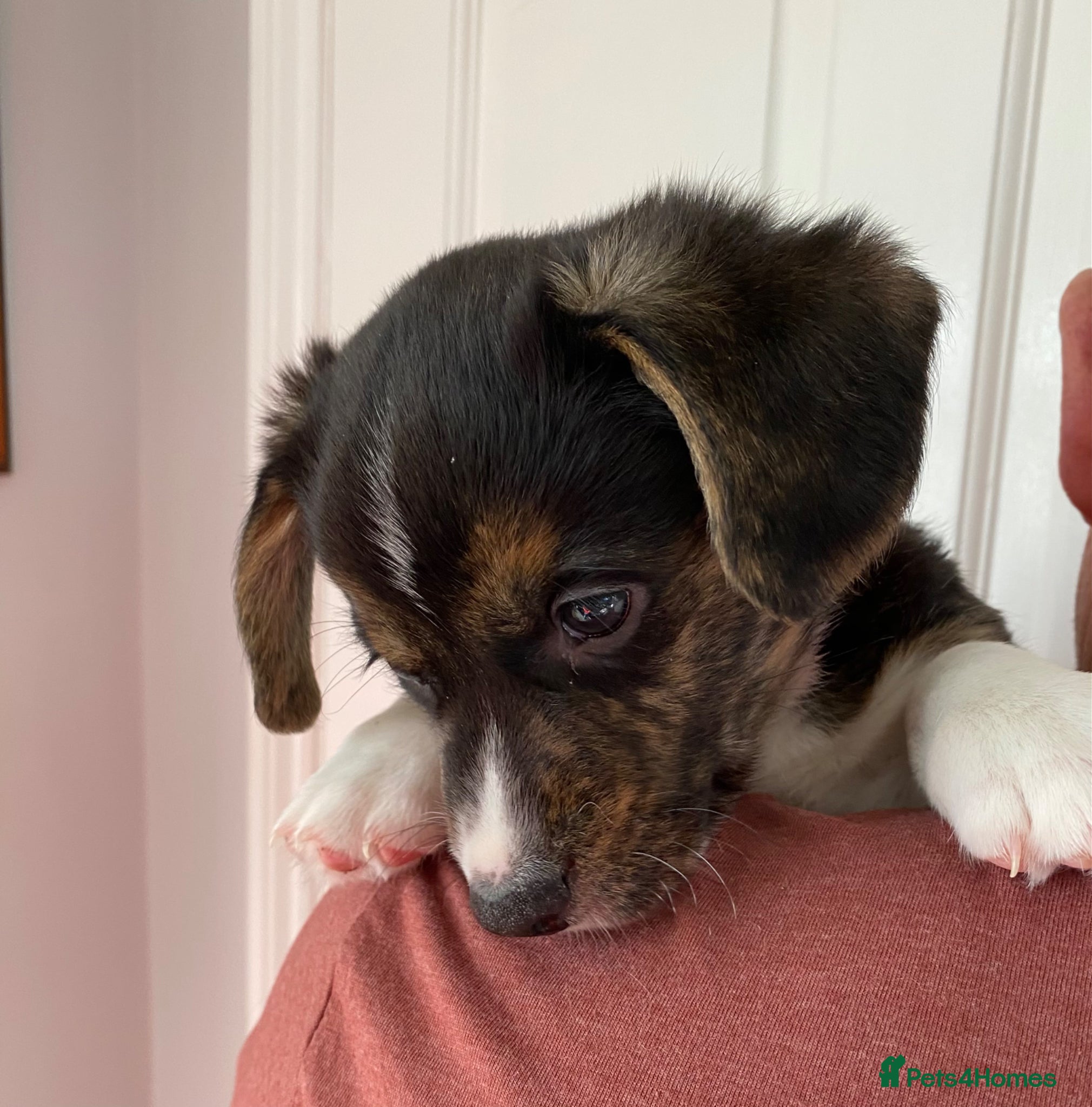 Welsh Corgi Cardigan dogs WELSH CARDIGAN CORGI BABIES - Advert 2