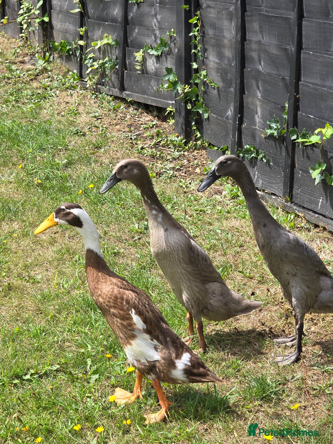 Ducks poultry for sale: Indian runner ducks  - Image 2