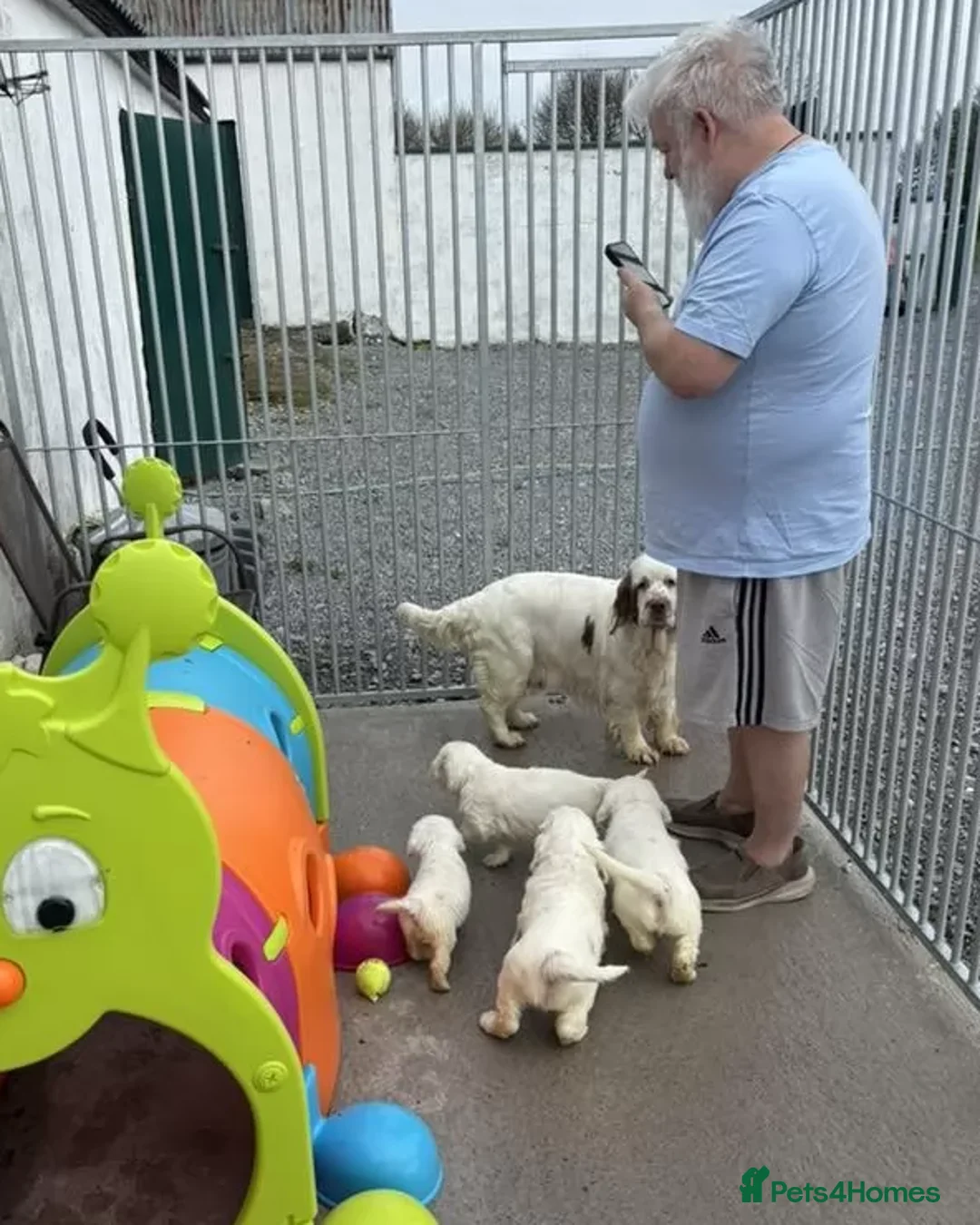 Clumber Spaniel dogs for sale: Outstanding Clumber Spaniel Litter – Now Viewing in Sheffield - Advert 1