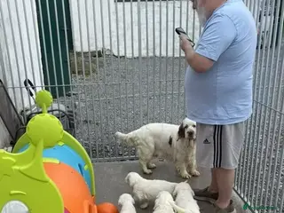 Clumber Spaniel dogs Outstanding Clumber Spaniel Litter – Now Viewing in Sheffield - Advert 3