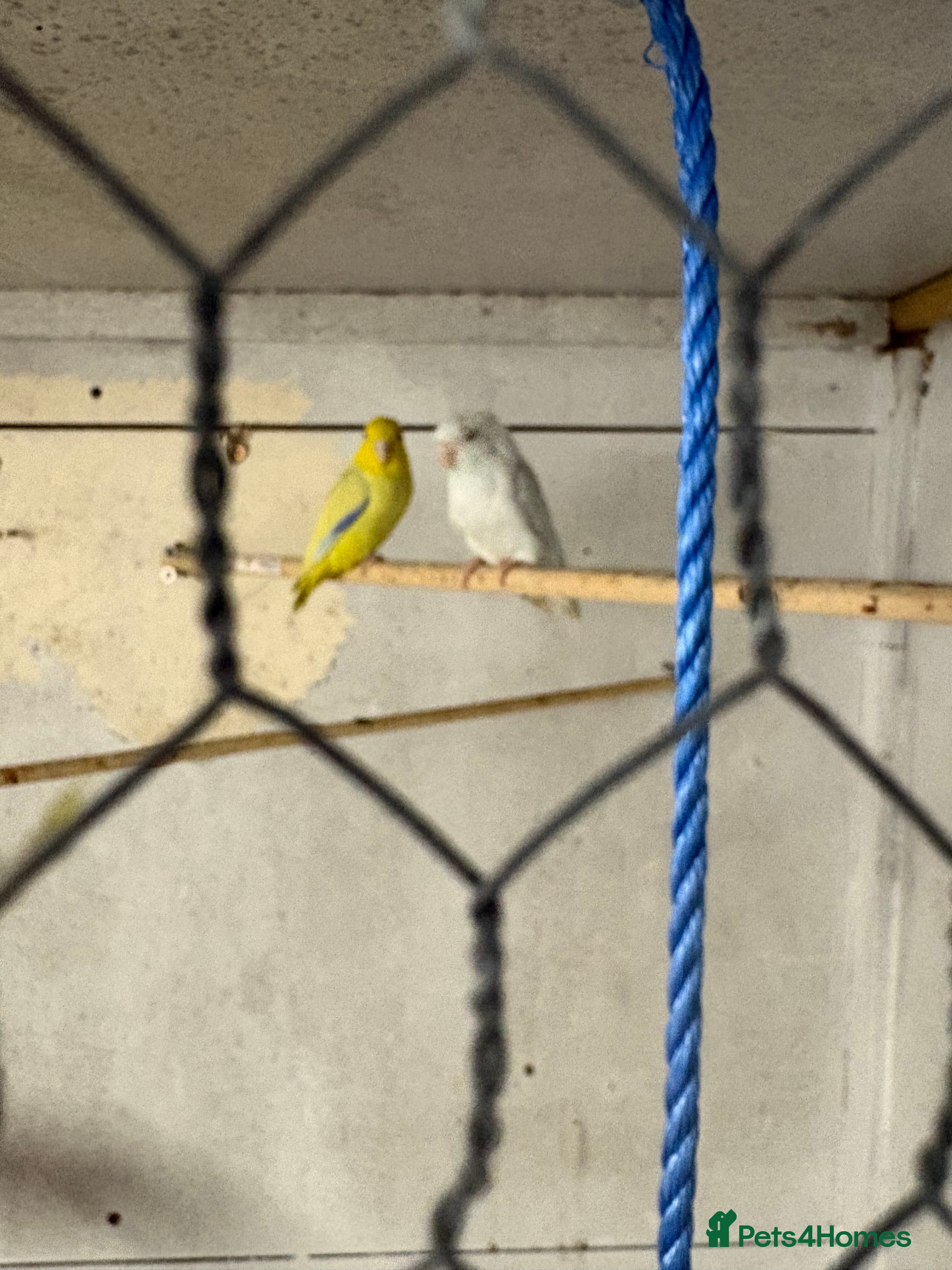 Parrots birds 2 parrotlets  - Advert 4