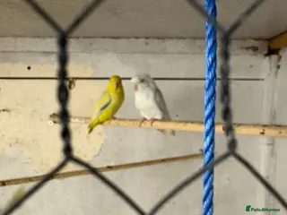 Parrots birds 2 parrotlets - Advert 1