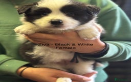 Border Collie dogs for sale: Pure Bred Border Collie Puppies For Sale - Image 9
