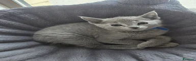 Russian Blue Kitten 1