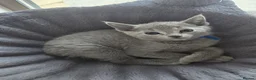 Russian Blue cats for sale: GCCF PEDIGREE BLUE RUSSIAN KITTENS  - Advert 4