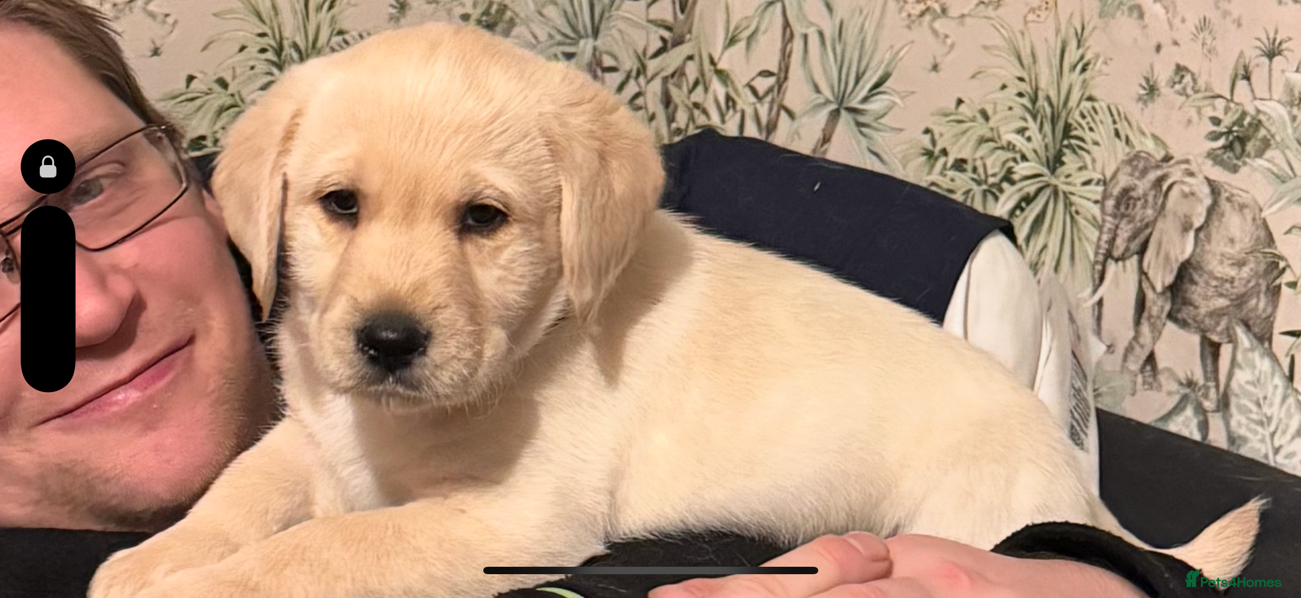 Labradoodle dogs Labradoodle 1 last puppy looking for HoMe  - Advert 18