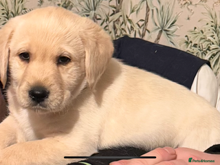 Labradoodle dogs Labradoodle 1 last puppy looking for HoMe - Advert 5