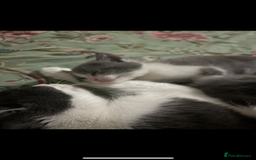 Scottish Fold cats for sale: Kittens for sale - Image 6