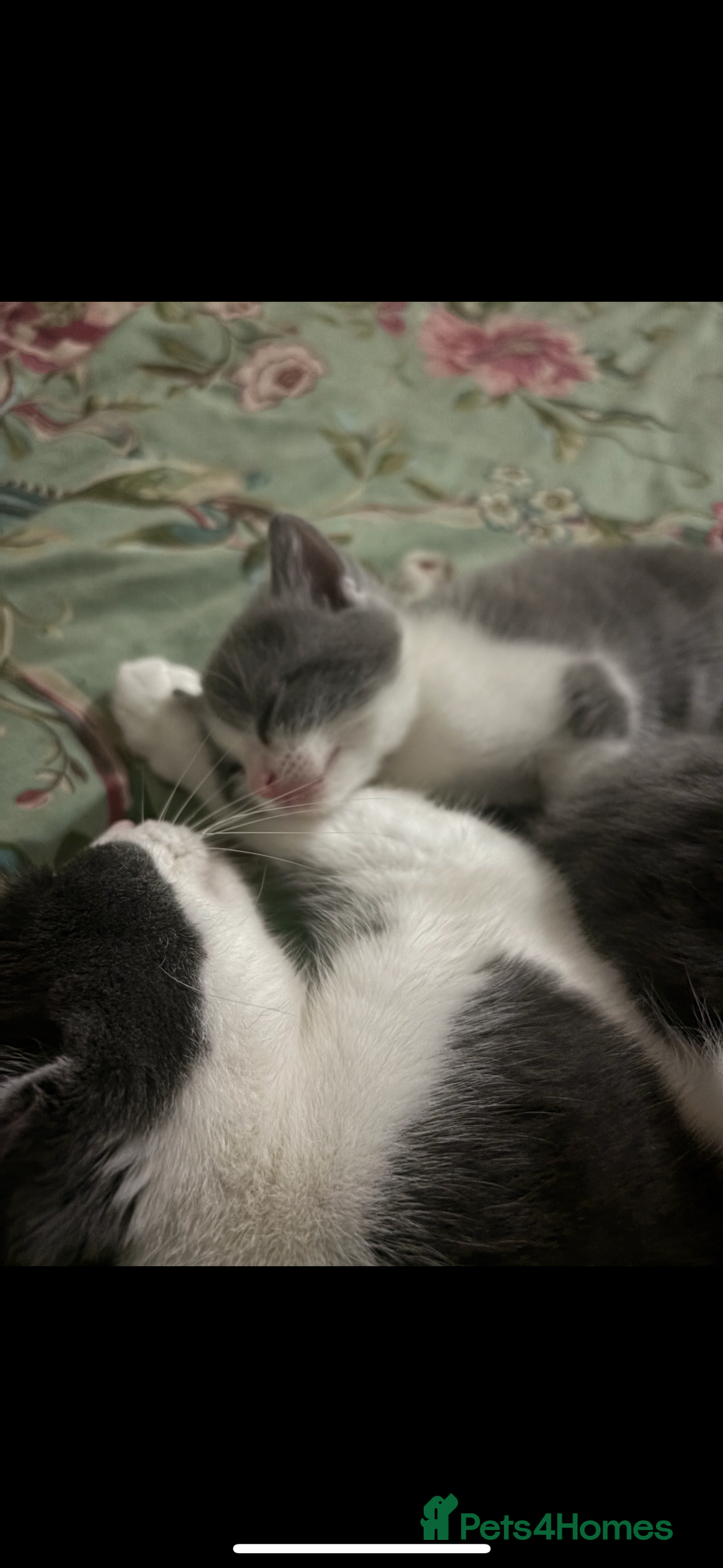 Scottish Fold cats for sale: Kittens for sale - Image 6