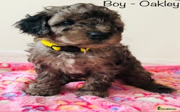 Cockapoo dogs for sale: Cockapoo Puppies - Image 5