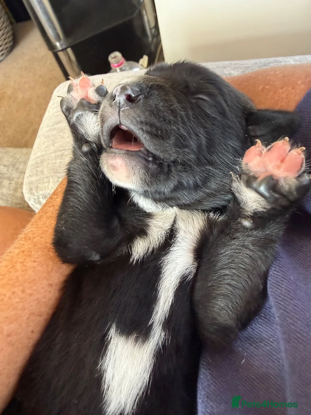 Mixed Breed dogs for sale: Beautiful golden retriever cross puppies  - Advert 2