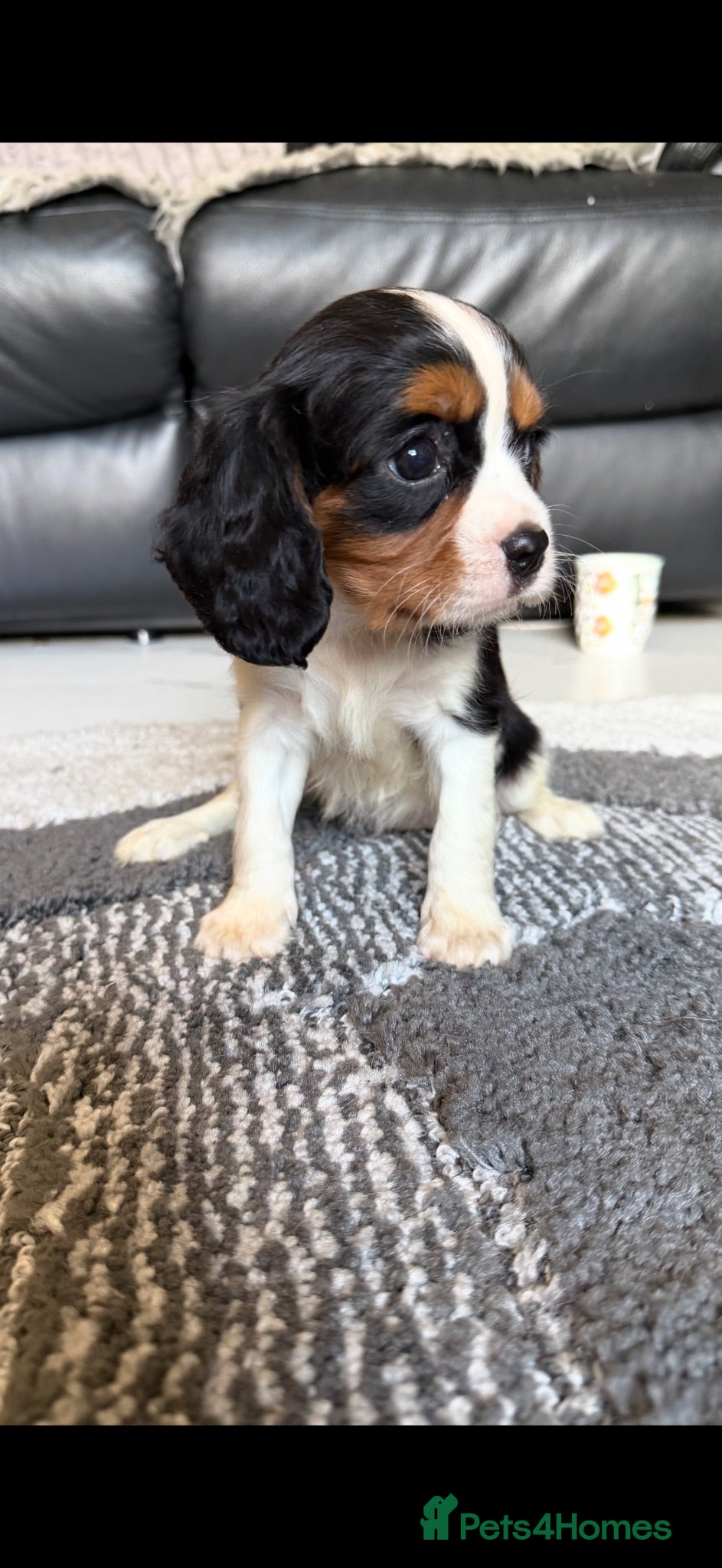 Cavalier King Charles Spaniel dogs 🐶Kc cavalier dna clear puppies 🐶4 boys left - Advert 2