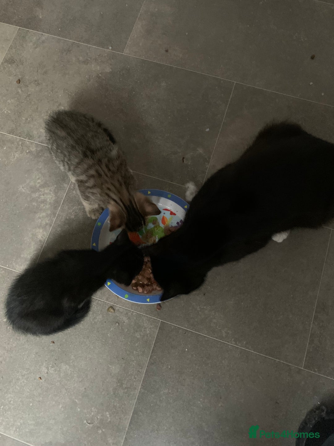 Mixed Breed cats for sale: Kittens  - Image 3