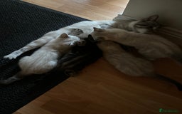 Mixed Breed cats for sale: 4 friendly kittens, ready now. - Image 3