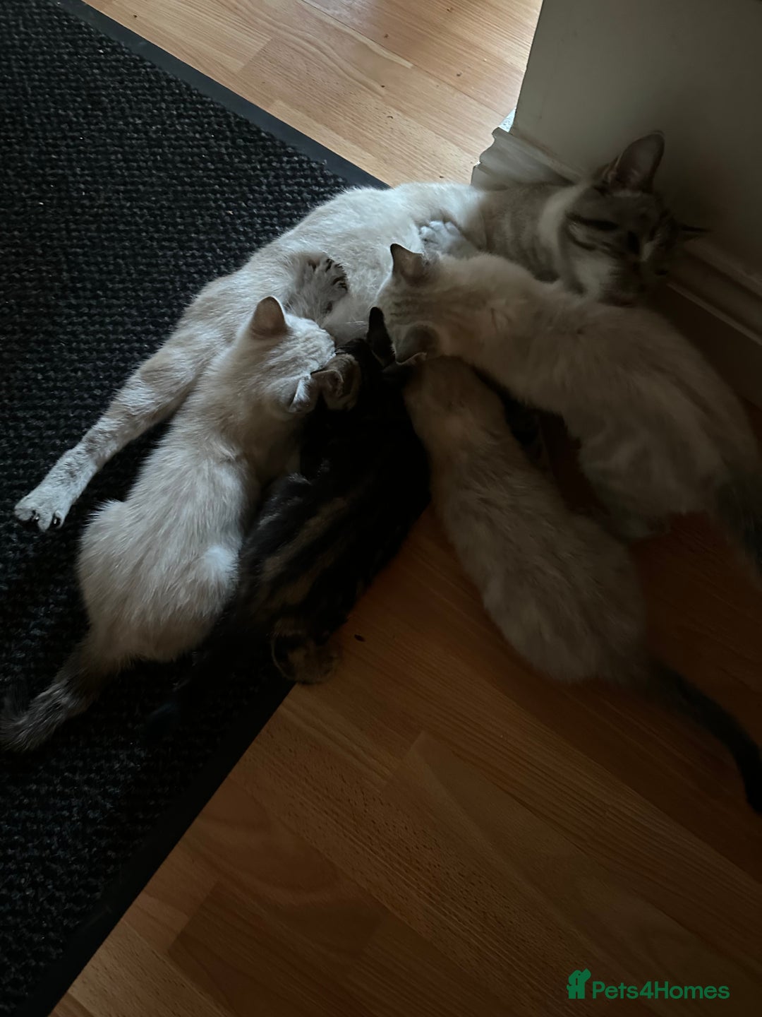 Mixed Breed cats for sale: 4 friendly kittens, ready now. - Image 3