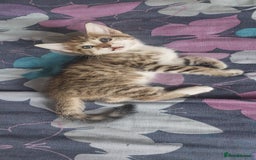 Mixed Breed cats for sale: Kittens for sale - Image 7