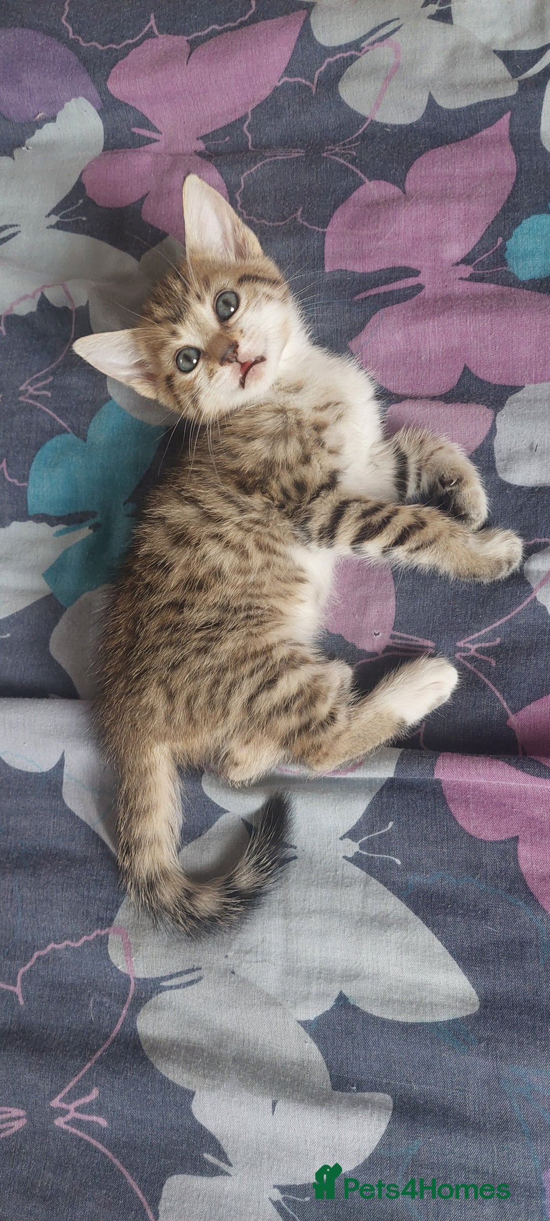 Mixed Breed cats for sale: Kittens for sale - Image 7
