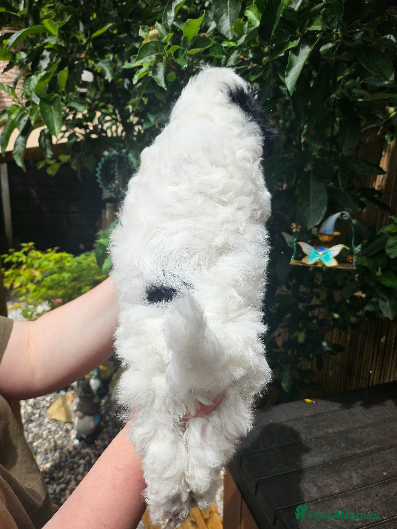 Shihpoo dogs for sale: 🌟 Little Stars🌟  - Advert 5