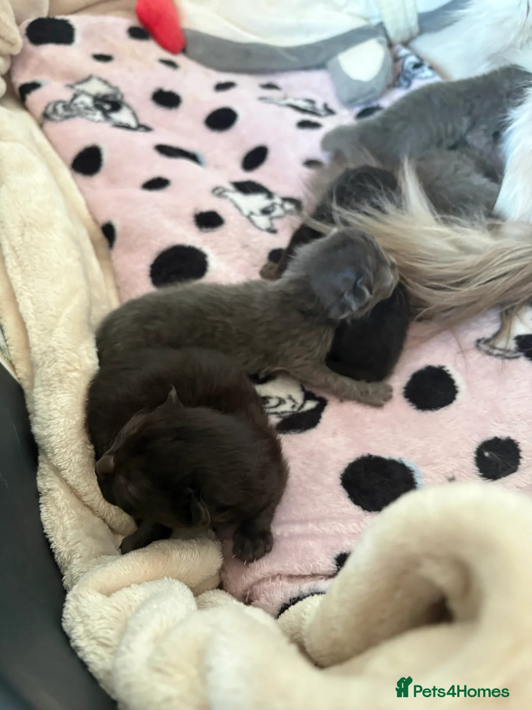 Ragdoll cats for sale: Ragdoll kittens - Advert 3