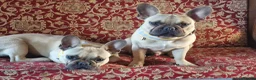 French Bulldog dogs for sale: Male French Bulldog - Advert 4