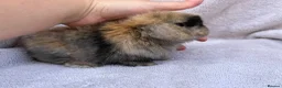 Mini Lop rabbits for sale: mini lops for reserve  - Advert 4