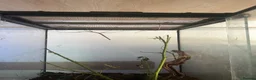 Stick Insects invertebrates for sale: Vietnamese Stick Insect  - Advert 2