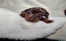 Miniature Dachshund dogs for sale: Miniature dachshunds 🐶 - Advert 13