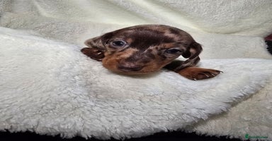 Miniature Dachshund dogs - Advert 2