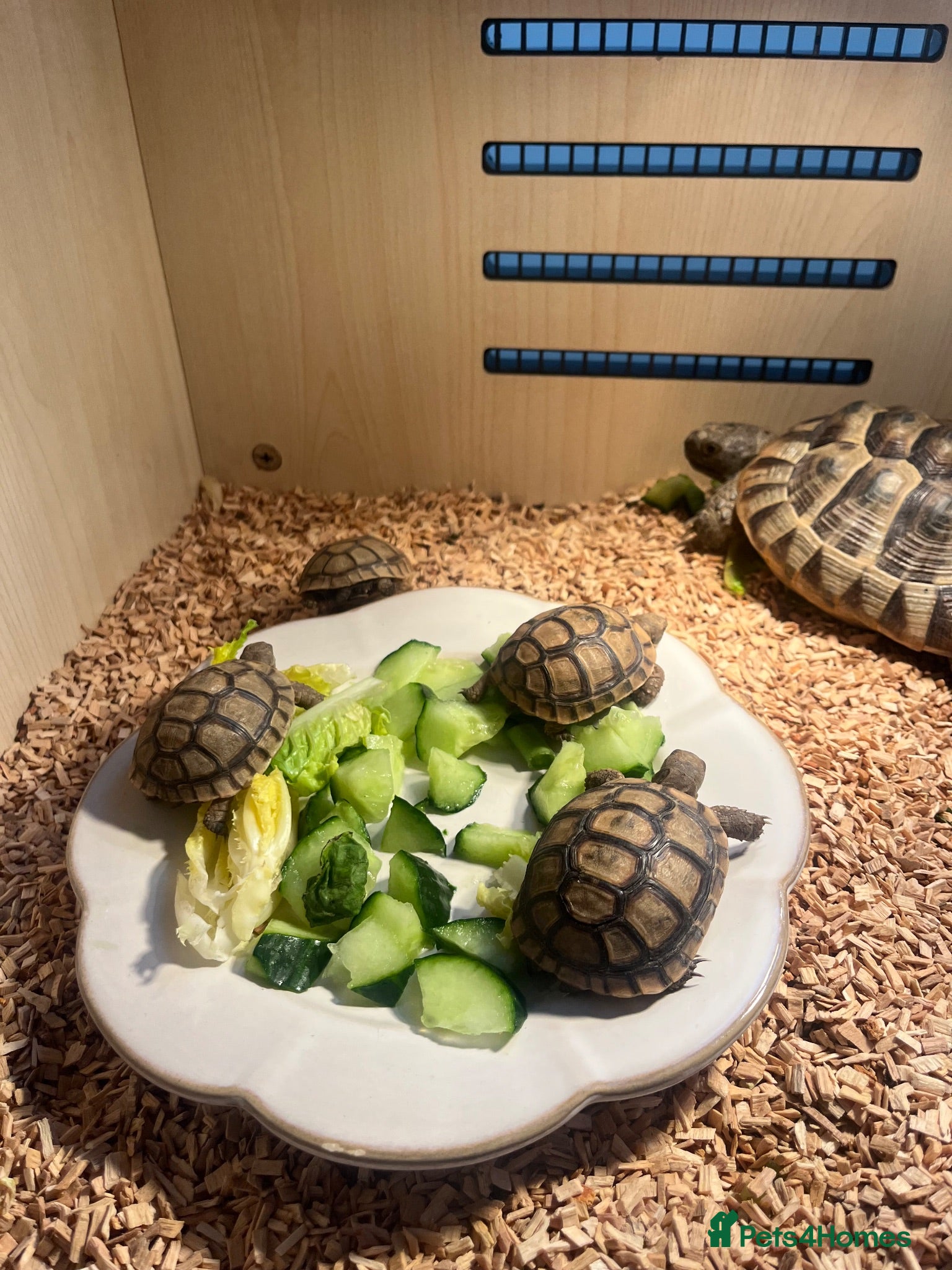 Tortoise reptiles 9 months old Greek tortoise&set up  - Advert 19