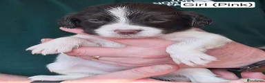 Miss Pink