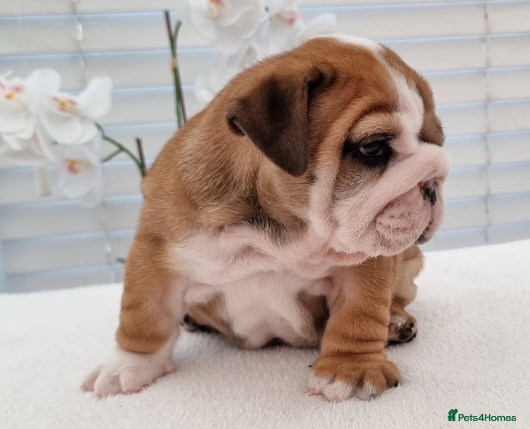 English Bulldog dogs for sale: Bulldog Pups Kennel Club Registered  - Advert 8