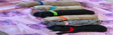Mixed Breed 3